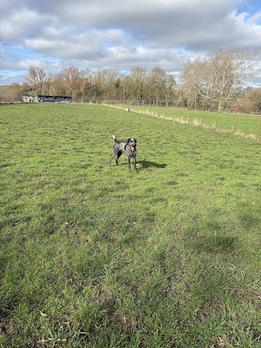 folly's paddock — secure dog field in Westbury