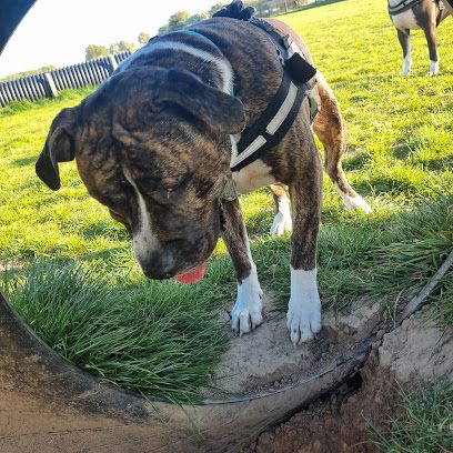 Corbridge Dog Field — secure dog field in Corbridge