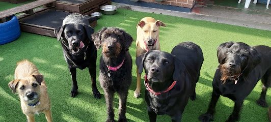 The Mutz Hut — secure dog field in Newcastle upon Tyne