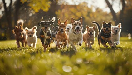 You Let The Dogs Out — secure dog field in Knockhill Byre
