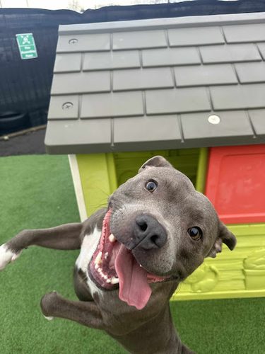 Neo's Neverland - King Street — secure dog field