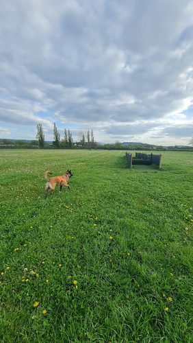 Contented Canine Secure Dog Fields — secure dog field in Cheltenham GL51