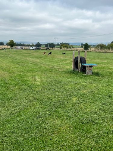 Airntully Dog Park For Hire — secure dog field