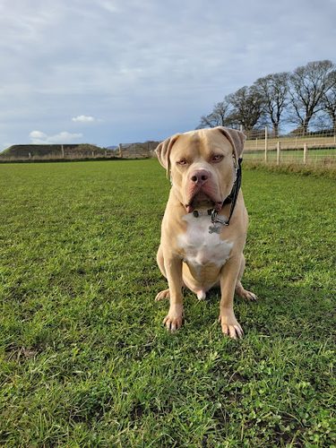 Free Range Fields — secure dog field in Todhills