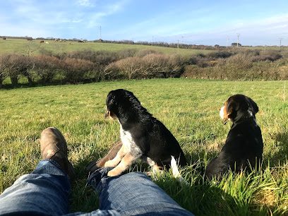 paws at presingoll farm — secure dog field in Saint Agnes
