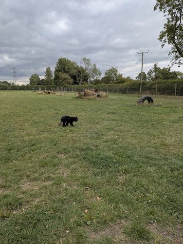 Narrow Lane Canine Play — secure dog field in York