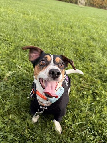 Muddy Paws Fields (Evercreech) — secure dog field in Shepton Mallet