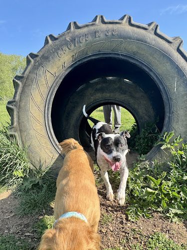 My Dog Run Ridgmont — secure dog field in Bedford