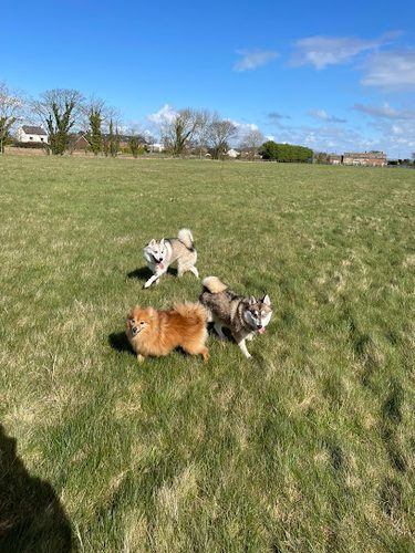 Scarisbrick Dog Walking Field — secure dog field in Ormskirk