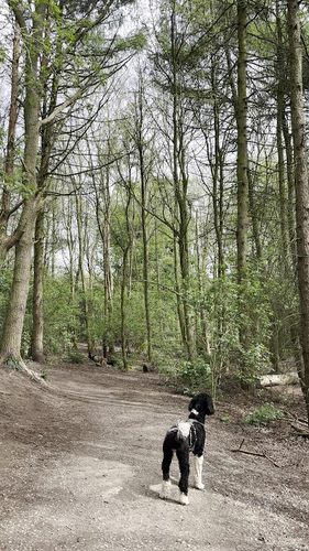 Hopewell Dog Park — secure dog field in Knaresborough