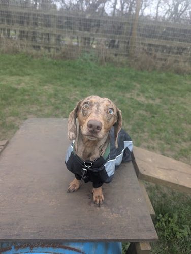 Green Gate Dog Field — secure dog field in Rugby