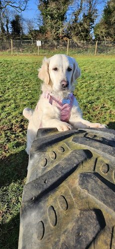 Winnies Walkies - Secure Dog Field — secure dog field in Milton Keynes