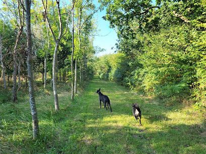 Woodlands Farm - Dog Fields — secure dog field in Holsworthy