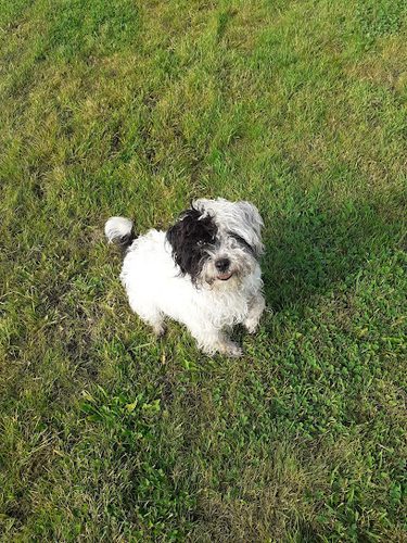 Jacksmere Dog Walking Field — secure dog field in Southport