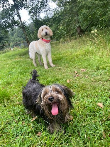 TAILS-A-WAGGIN — secure dog field in Manchester