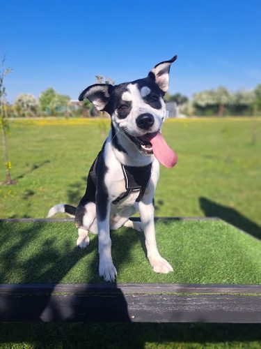 White Mill Dog Park — secure dog field in Sandwich
