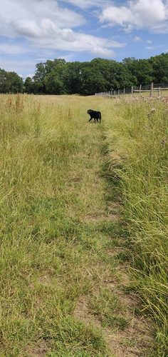 Its The Dogs Meadow — secure dog field in Leatherhead