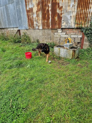 The Nook - enclosed dog field — secure dog field in Romsey