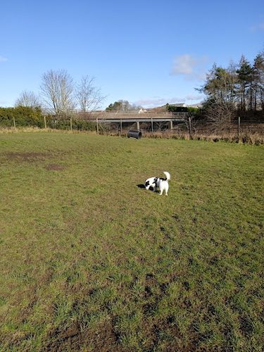 Run Free Dog Fields - Stirling — secure dog field