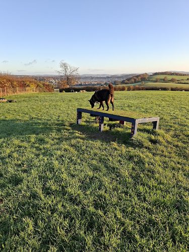 Bassaleg Dog Walking Field — secure dog field in Bassaleg