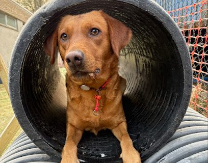 K9 Manhunt scotland — secure dog field in Glenrothes