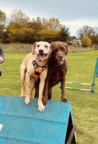 Tower View Dog Park — secure dog field in Evesham