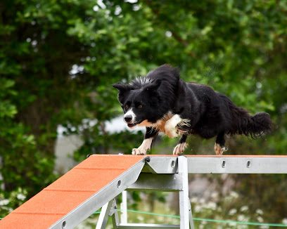 Red Dog Agility — secure dog field in Kilmarnock