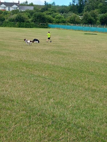 Collar Club Cardiff — secure dog field in Collar Club
