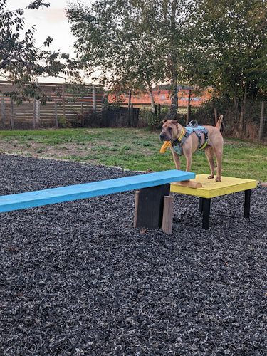 Oak Paddock — secure dog field in Poole