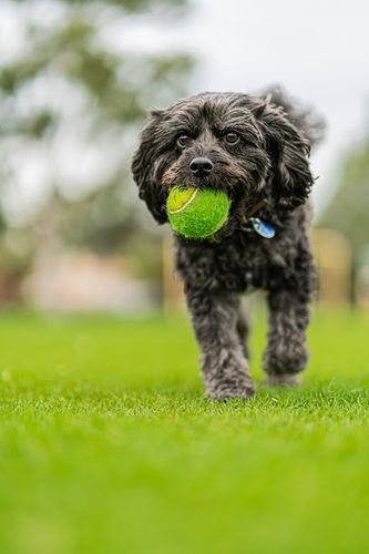 The Dog's Frolics - Secure Dog Walking Field — secure dog field in Shrewsbury