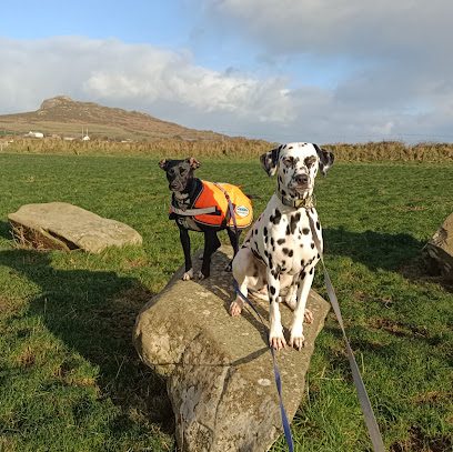 North Pembrokeshire Dog walking & Pet sitting — secure dog field in Newport