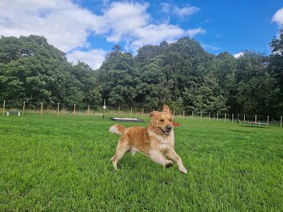 The Paw Play Patch — secure dog field in Bathgate
