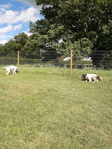 Walkies Tuddenham - Dog Walking Field — secure dog field in Ipswich