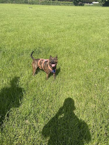Landywood K9 Fields — secure dog field in Walsall