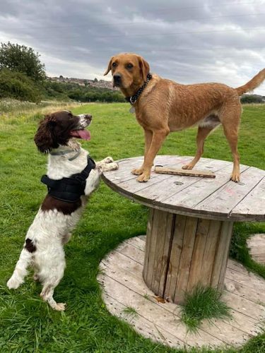Petsercise Field Hire & Pack Walking (Herd House) — secure dog field in Blaydon-on-Tyne