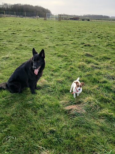 Shireoaks Secure Dog Field — secure dog field in Worksop