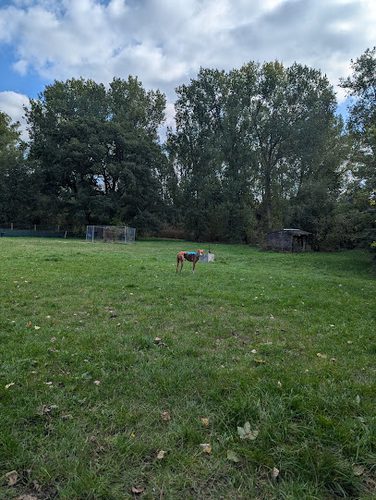 K9 Pleasure Park; Swallowfield — secure dog field in Reading