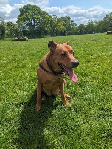 Sotherton Dog Meadow — secure dog field in Halesworth
