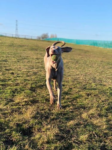 Mutley Meadows — secure dog field in Sittingbourne