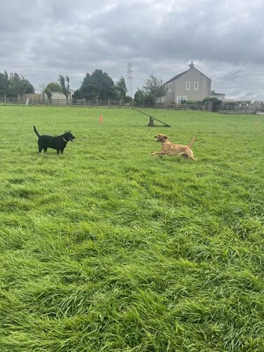 Pawprints Pet Boarding — secure dog field in Workington