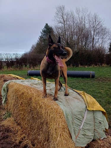 Freedom Secure Dog Field — secure dog field in Chester