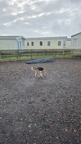 Woof park — secure dog field in Rye