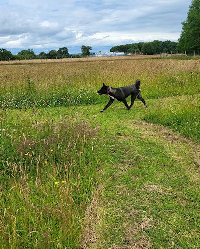 Bosty Fields — secure dog field in Walsall