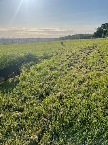 Beulah View Secure Dog Field — secure dog field in Leeds