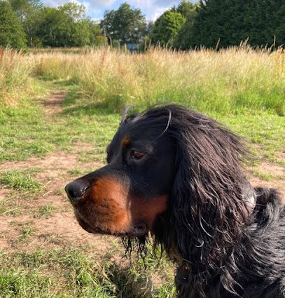 Shropshire Dog Training Centre — secure dog field in Shrewsbury