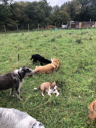 Mad Dogz and a Welshman — secure dog field in Pontlliw