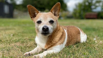 Pet Paddock — secure dog field in Thame