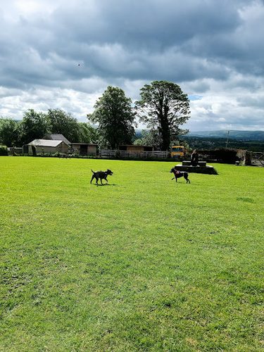 Robin Hill Paddock — secure dog field in Burnley