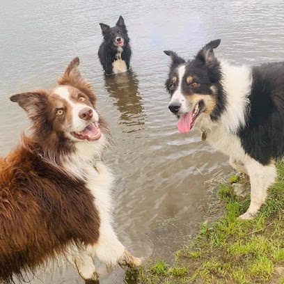 Flatt Farm Boarding Kennels — secure dog field in Kendal