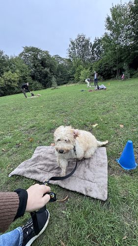 Friendly Creatures — secure dog field in London
